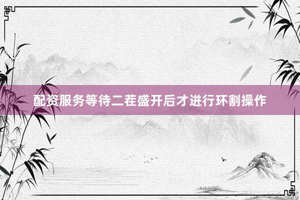 配资服务等待二茬盛开后才进行环割操作